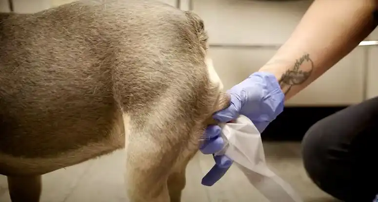 نمونه گیری اسپرم از سگ