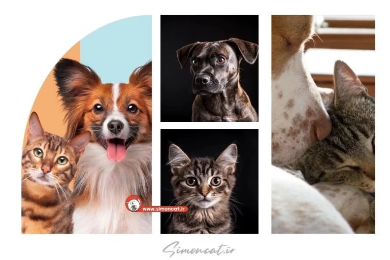 هوش گربه نسبت به سگ