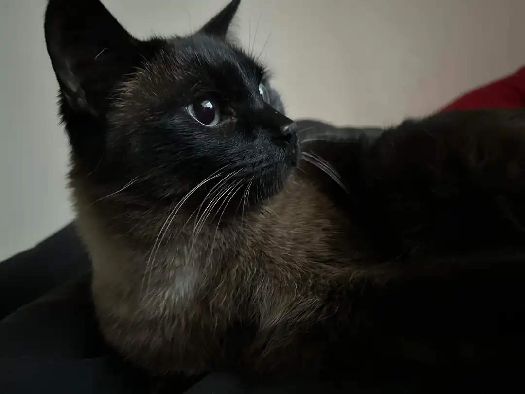 هیمالین چاکلت پوینت