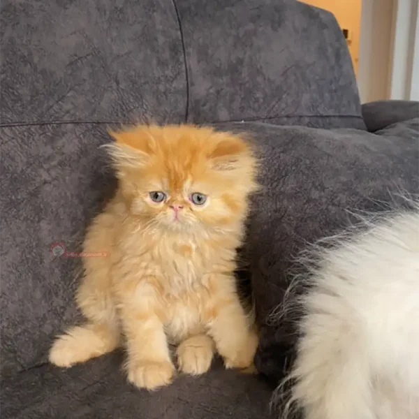 پرشین کت جینجر