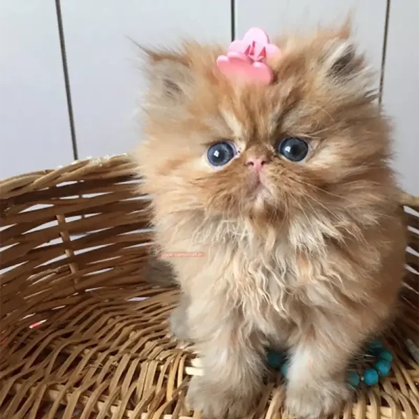 پرشین کت کاراملی