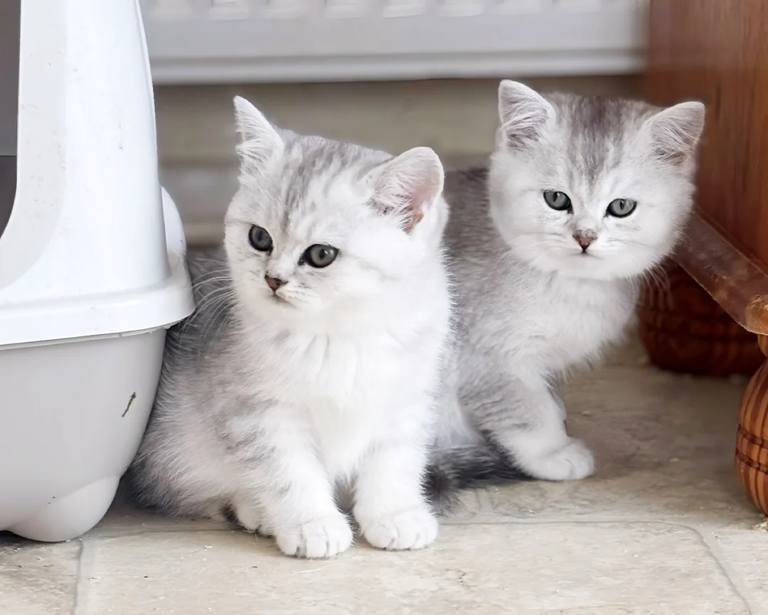 چین چیلا سیلور