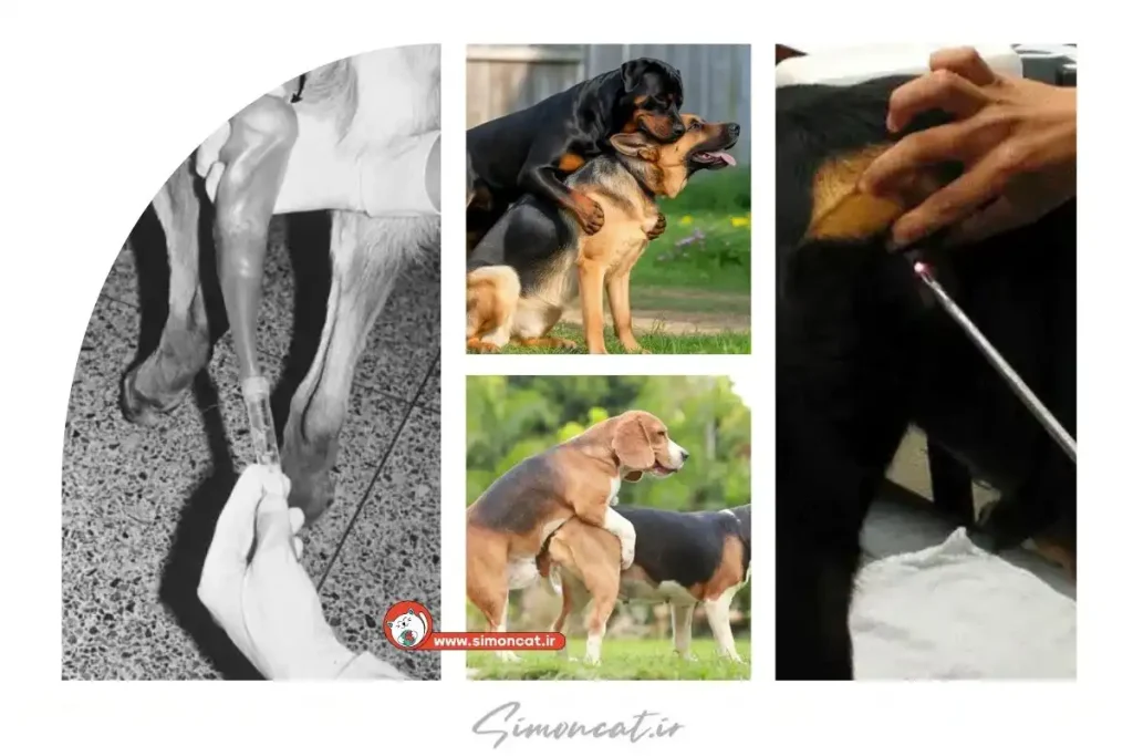 کاربرد اسپرم گیری از سگ نر