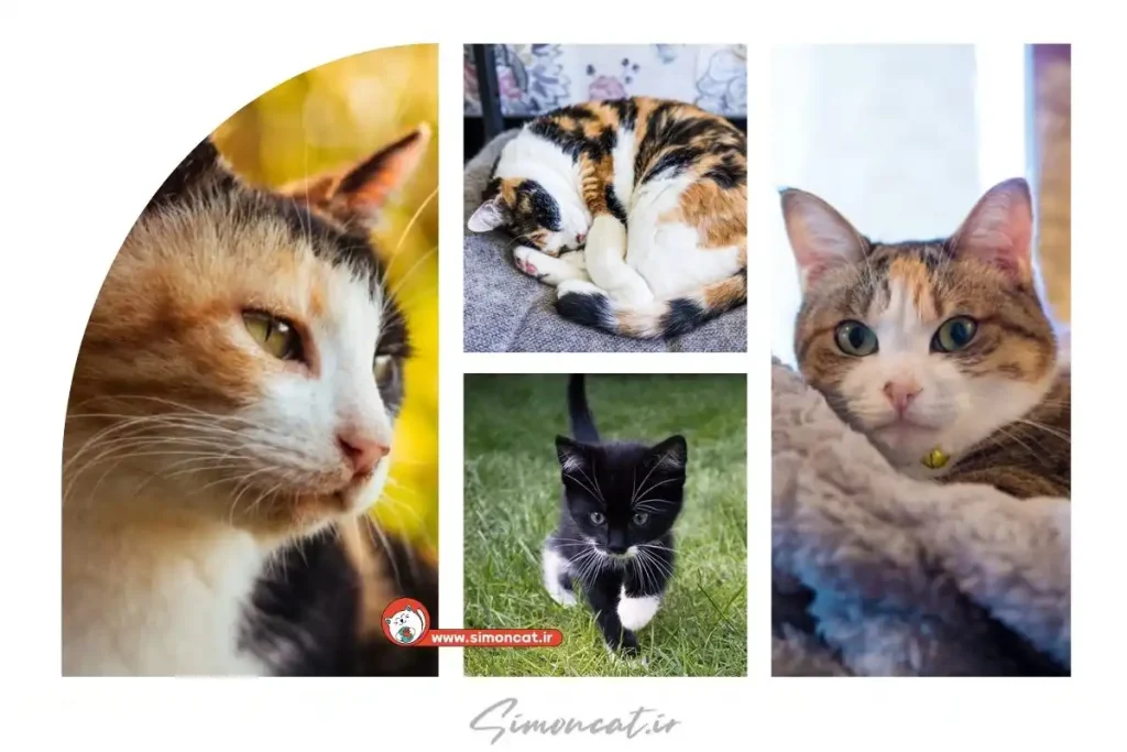 گربم پسره اسمشو چی بزارم؟