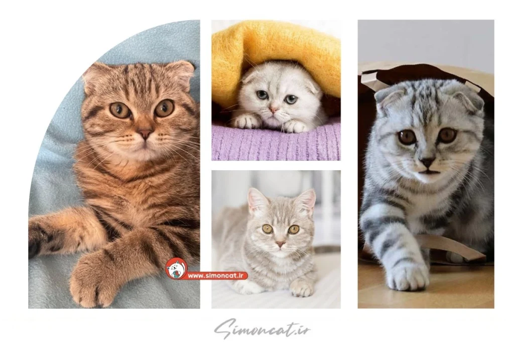 گربه آنفولد