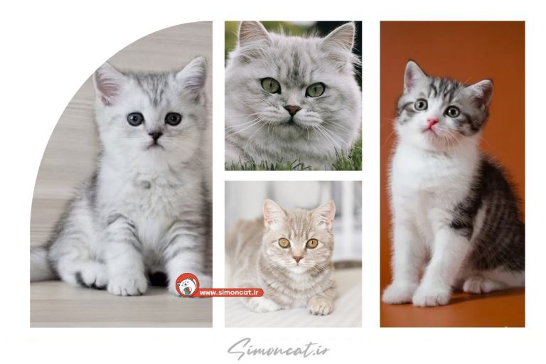 گربه آنفولد