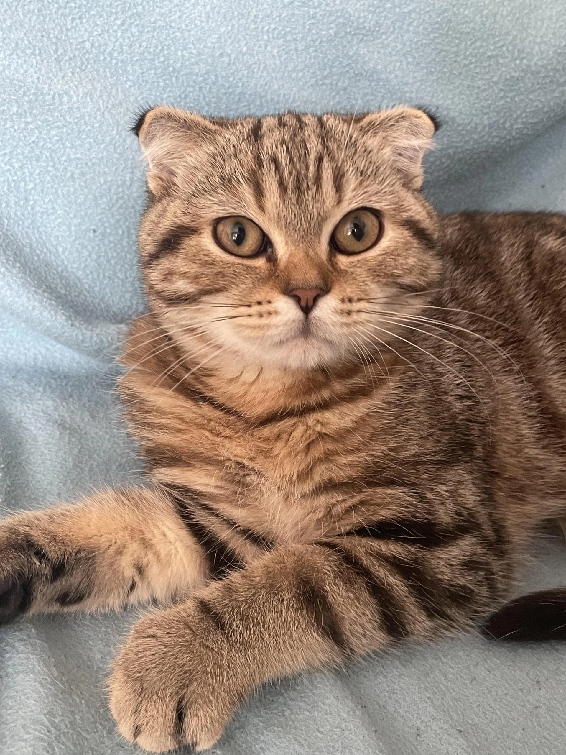 گربه استریت