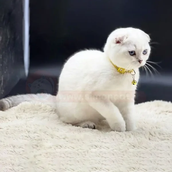 گربه اسکاتیش سفید موکوتاه