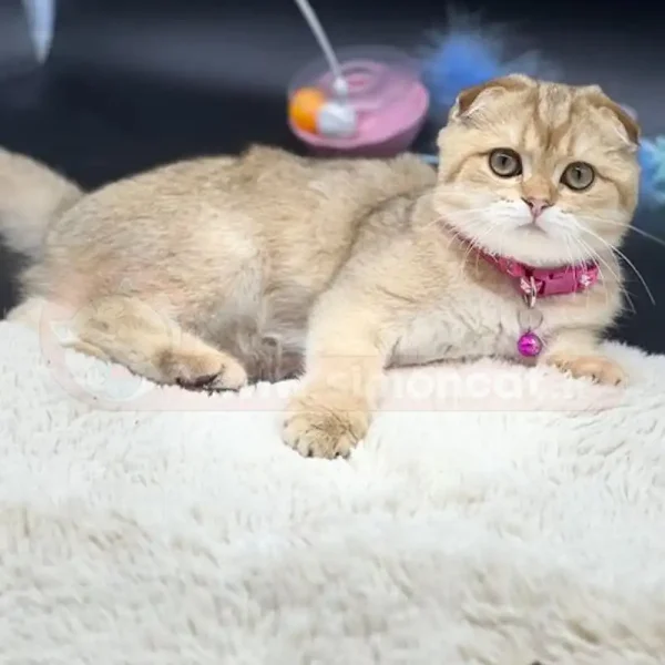 گربه اسکاتیش گلد با سایه سیاه