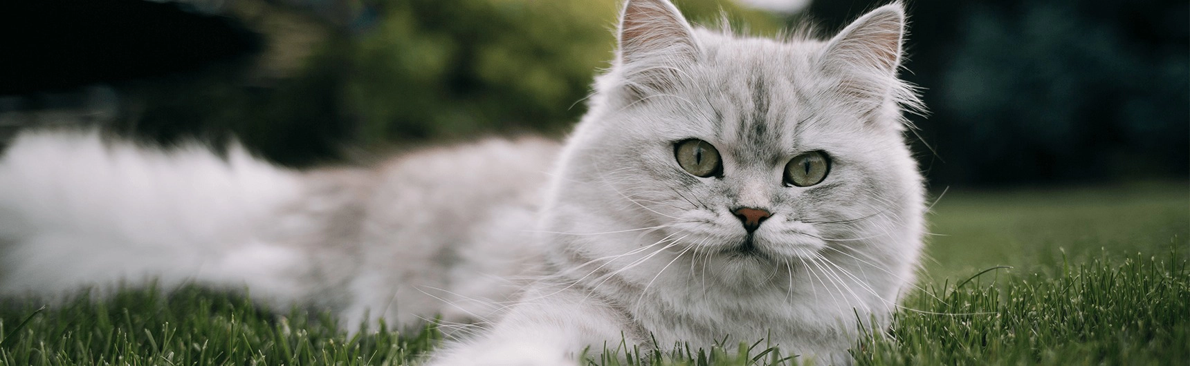 گربه اسکاتیش گوش صاف