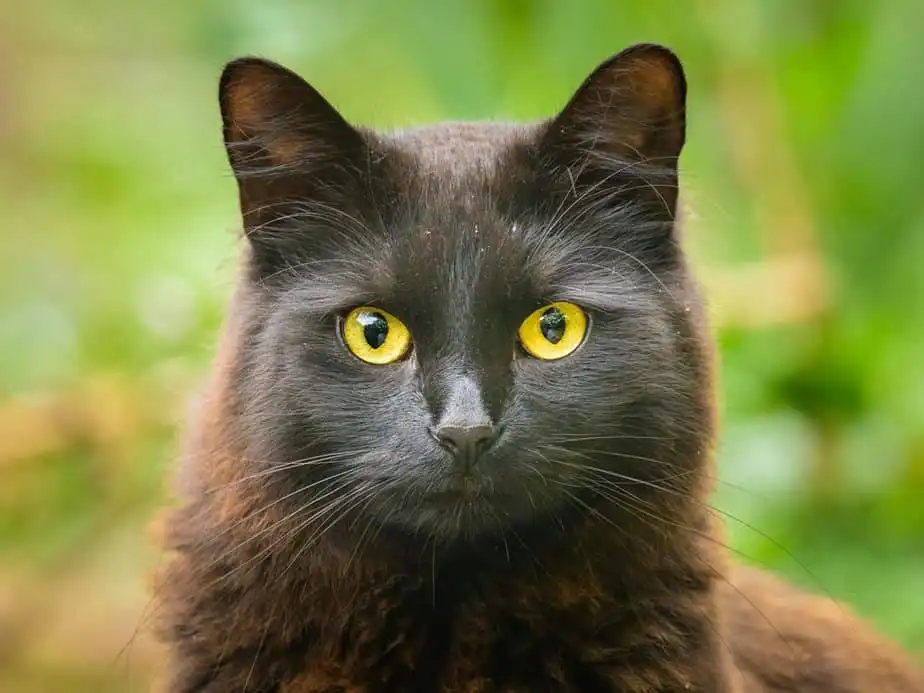 گربه با چشمان طلایی