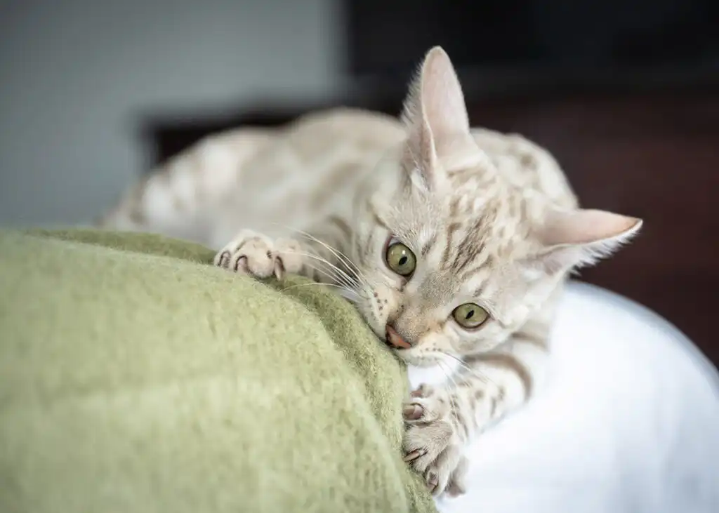 گربه بازیگوش بنگال سفید