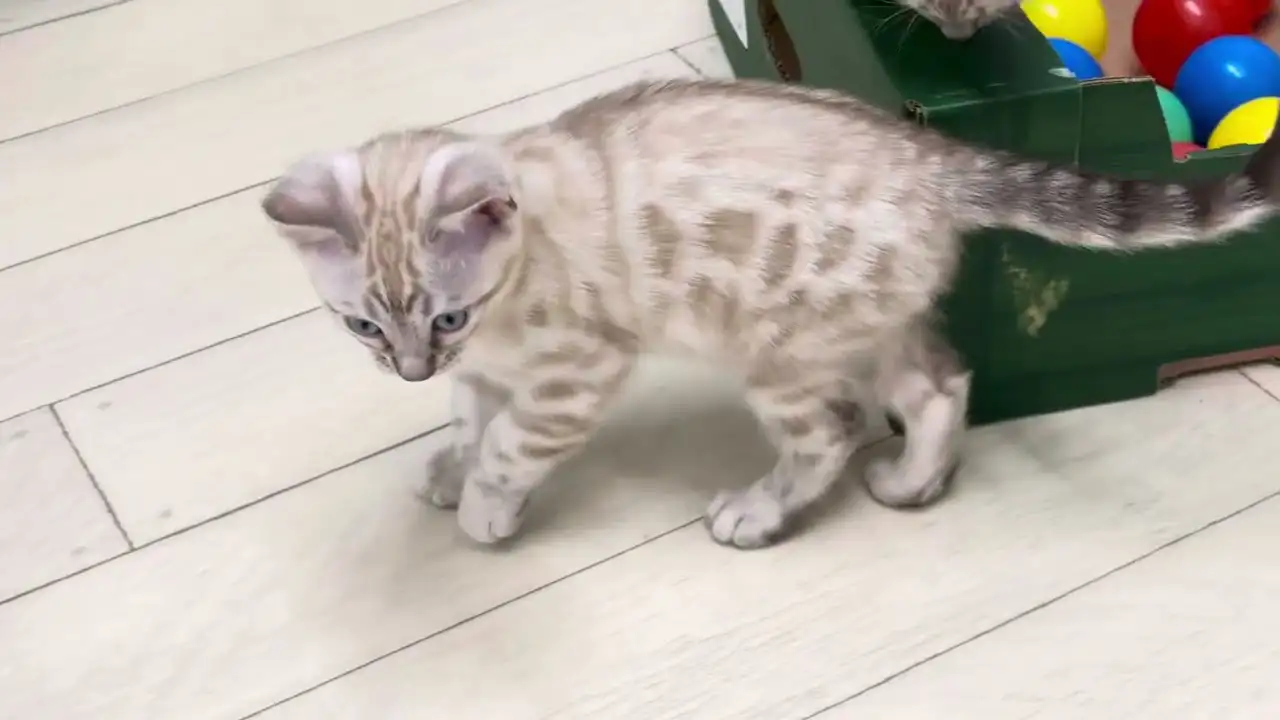 گربه بنگال سفید