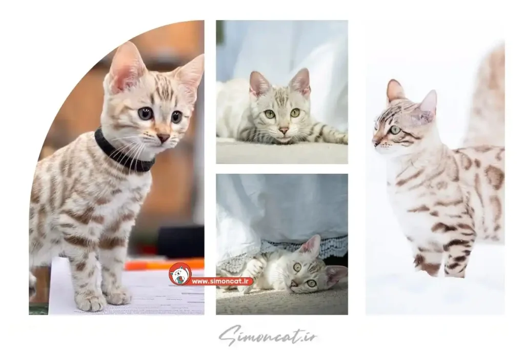 گربه بنگال سفید