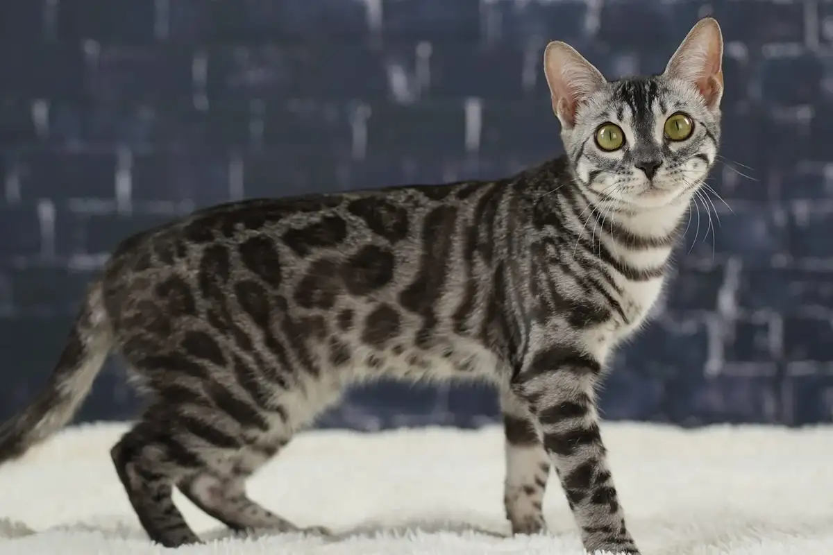 گربه بنگال سیاه