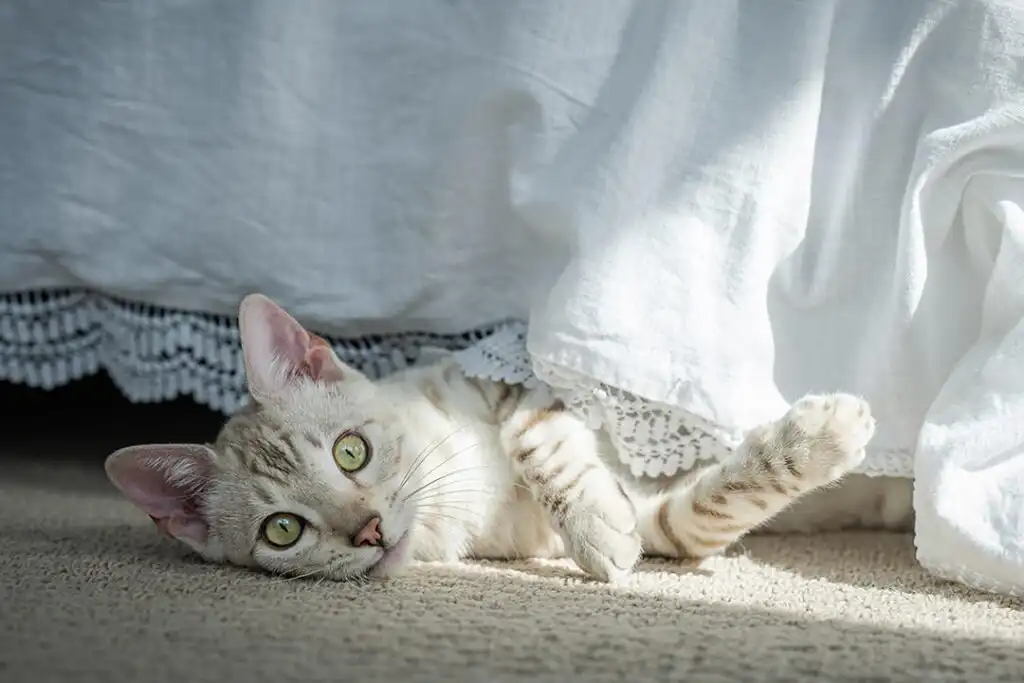 گربه خانگی بنگال