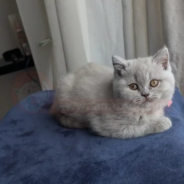 گربه خاکستری روشن