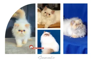 گربه ردپوینت چیست