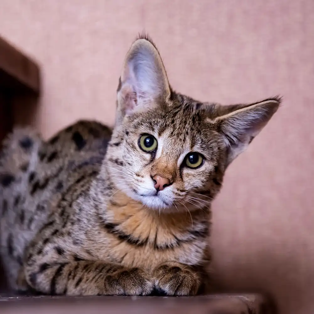 گربه ساوانا