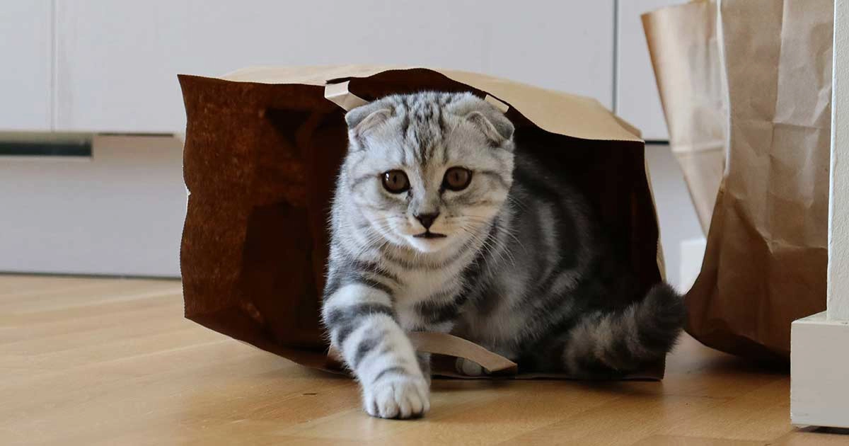 گربه فولد دو رنگ