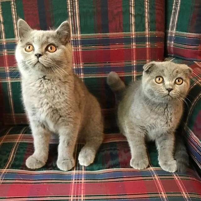 گربه های فولد و آنفولد