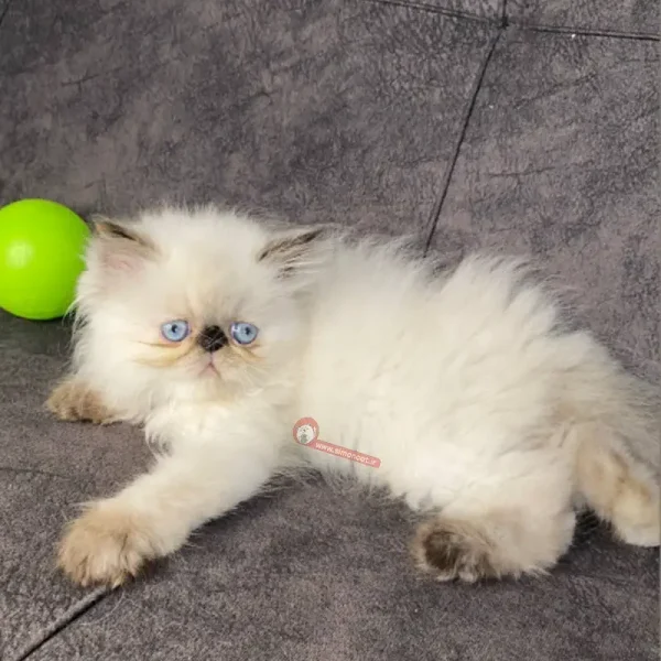 گربه هیمالین کد 77