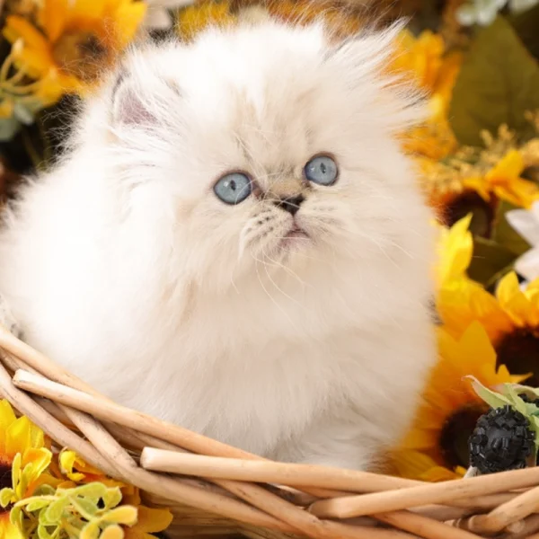 گربه هیمالین کد 24