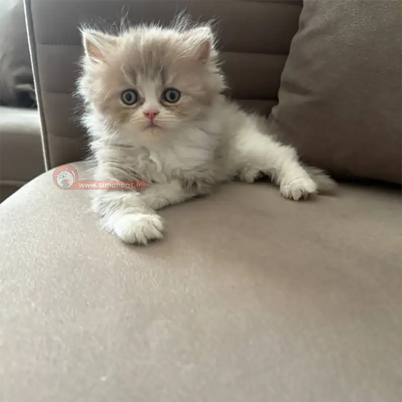 گربه پرشین بای کالر گربه پرشین بای کالر