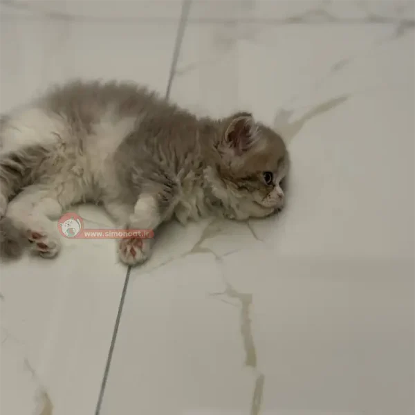 گربه پرشین بایکالر