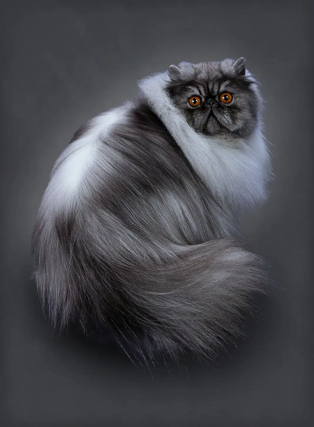 گربه پرشین دودی