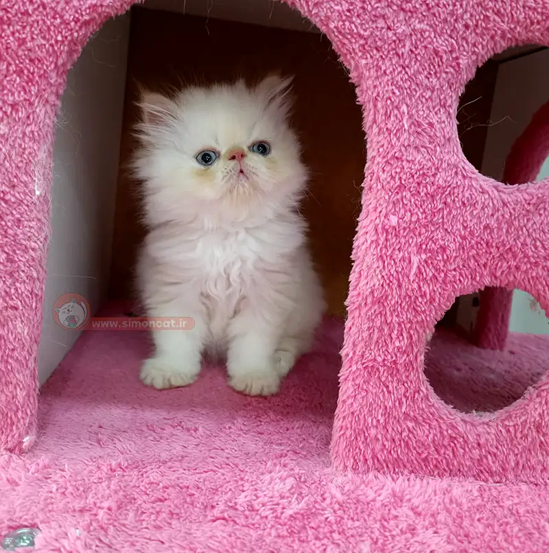 گربه پرشین رد پوینت گربه پرشین رد پوینت