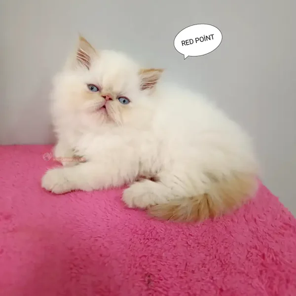 گربه پرشین ردپوینت