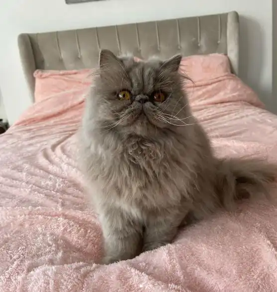 گربه پرشین شکلاتی روشن