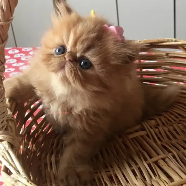 گربه پرشین کاراملی