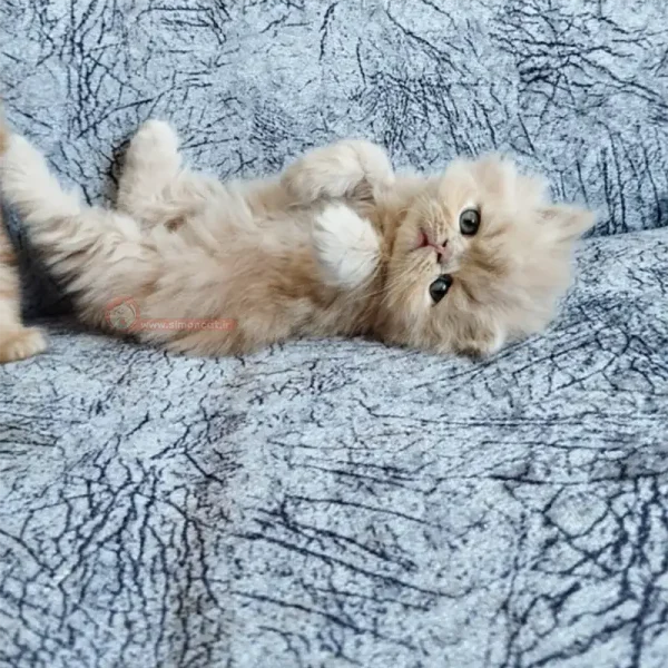 گربه پرشین کاراملی