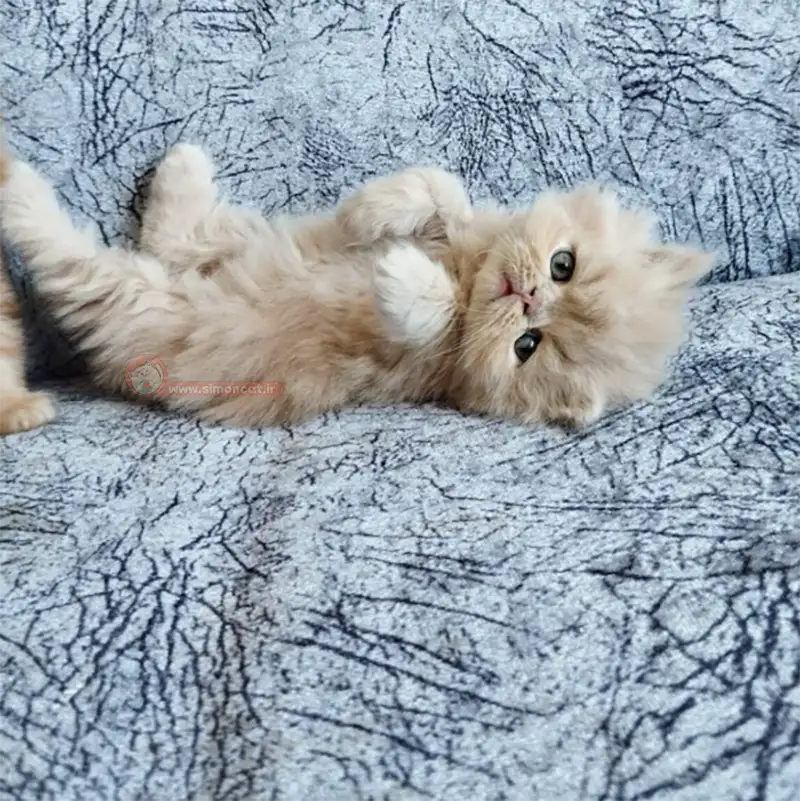 گربه پرشین کاراملی گربه پرشین کاراملی