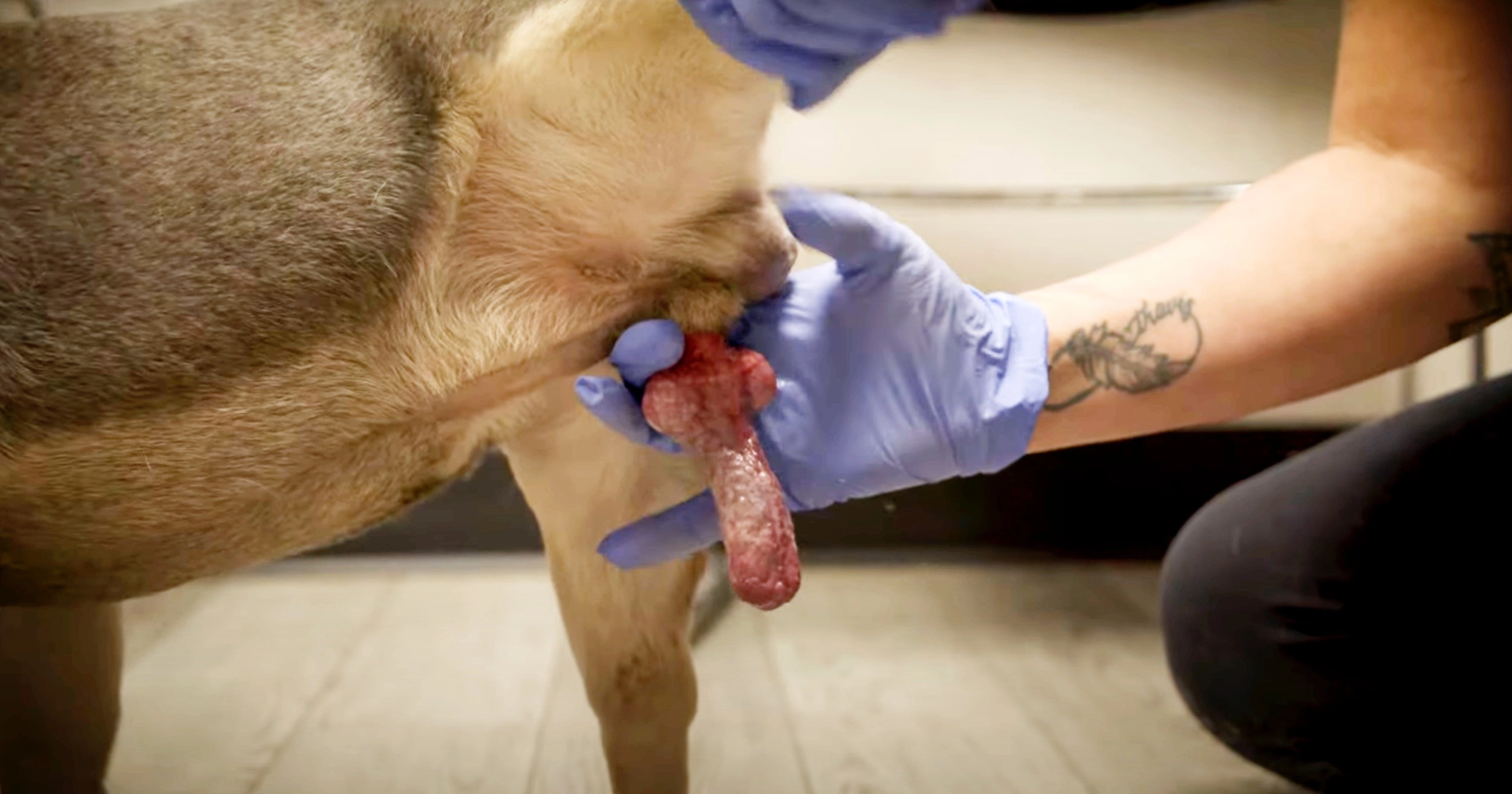 گرفتن اسپرم از سگ نر