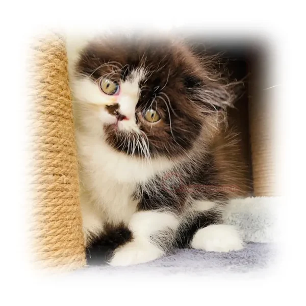 پرشین بایکالر