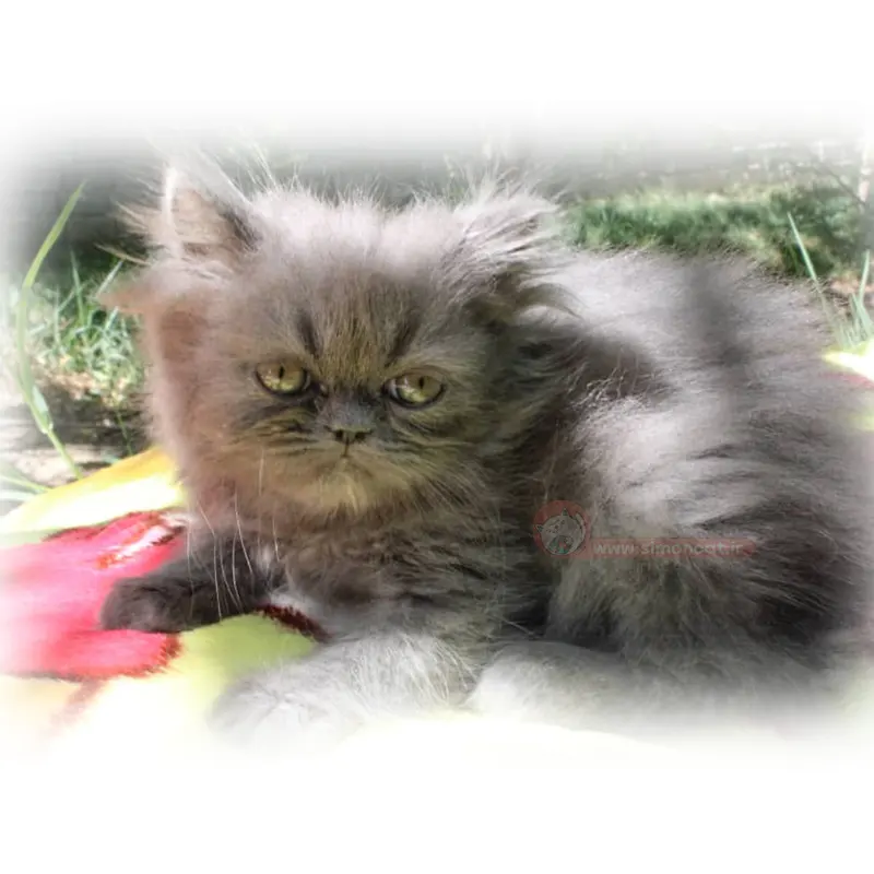 پرشین بلو پرشین بلو