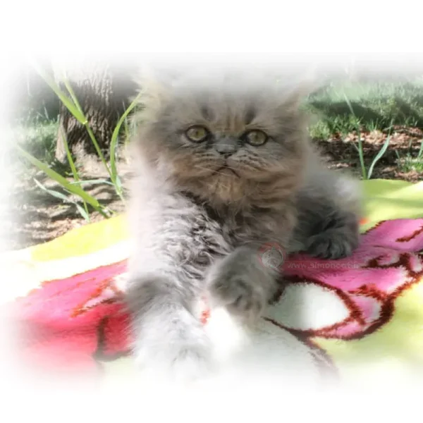 پرشین فلت بلو