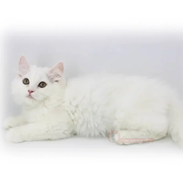 پرشین کلاسیک