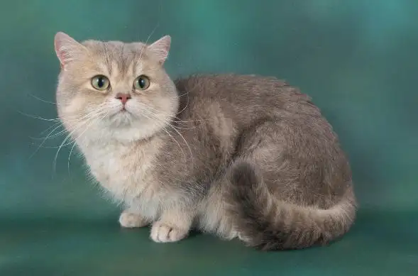 گربه بریتانیایی بلوگلد