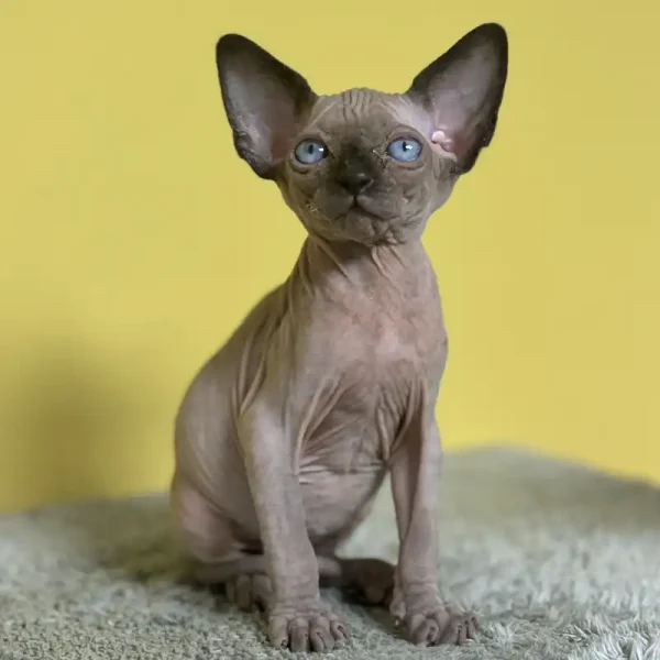 اسفینکس طوسی چشم آبی کد 43