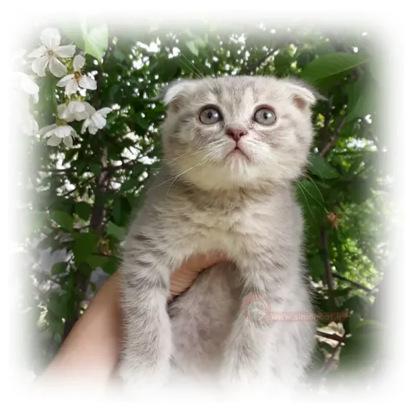 اسکاتیش بلو گلد