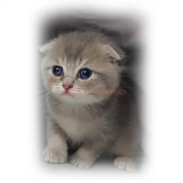 اسکاتیش بلوگلد