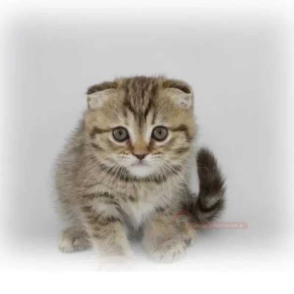 اسکاتیش بلک گلد