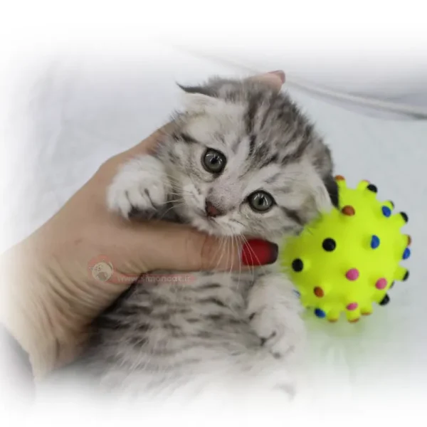 اسکاتیش تبی سیلور