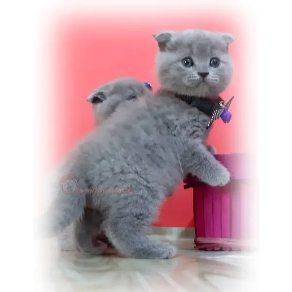 اسکاتیش تک فولد بلو