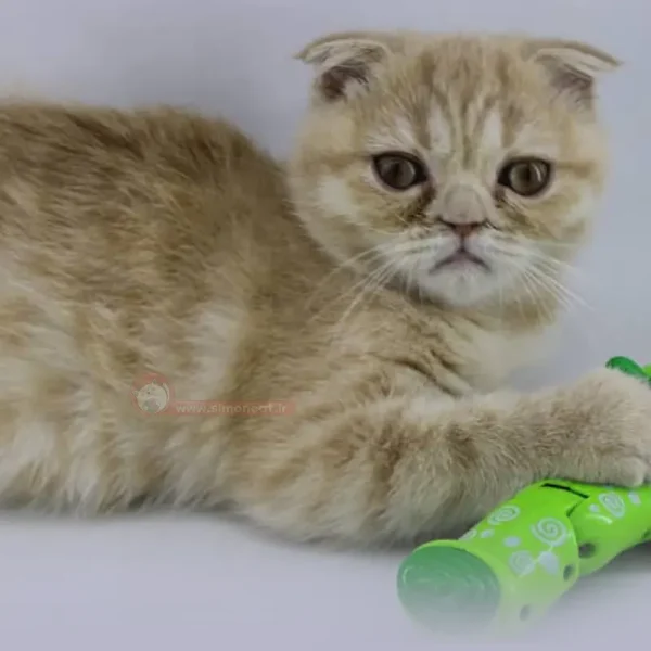 اسکاتیش جینجر