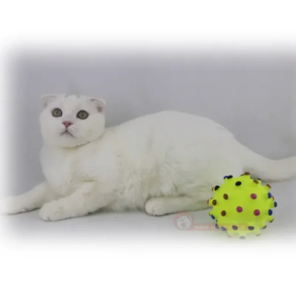 اسکاتیش سفید